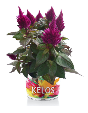 9" Celosia - Kelos Fire Purple