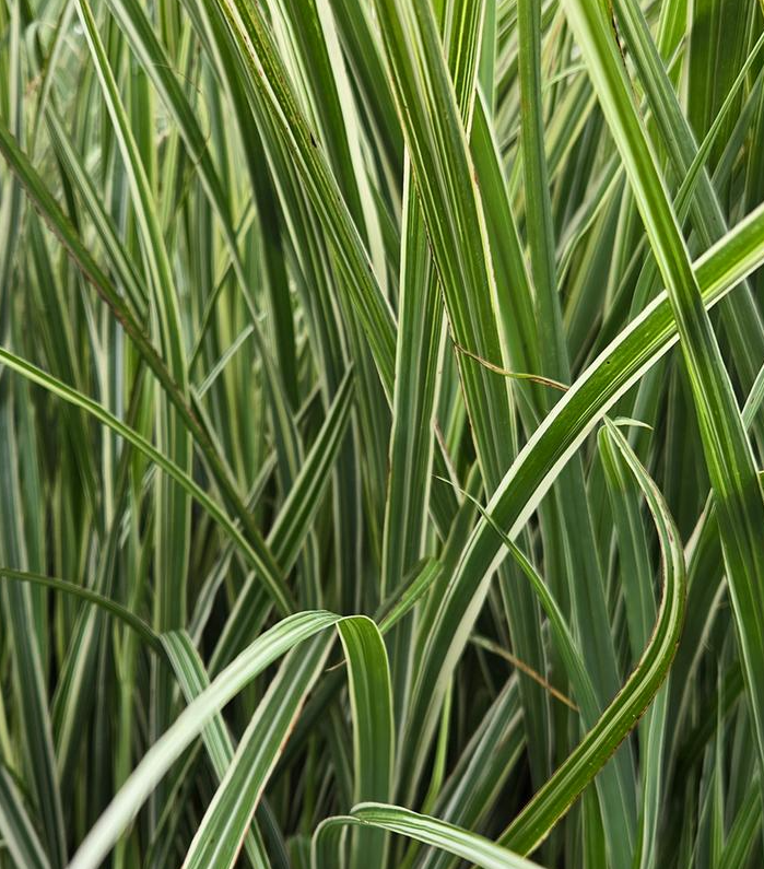 5G Miscanthus Sinensis 'Rigoletto' - Chinese Silver Grass - 1004480