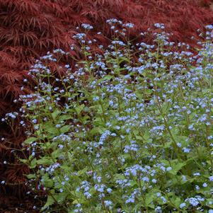 1G Brunnera macrophylla Jack Frost Jack Frost Bugloss: Patent PP13,859 (Siberian Bugloss) 1002393