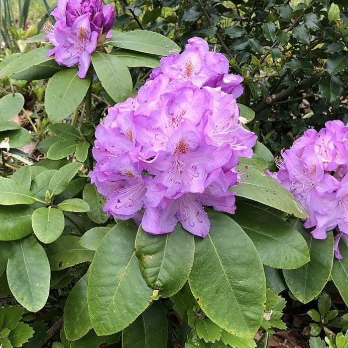 Minnetonka Rhododendron