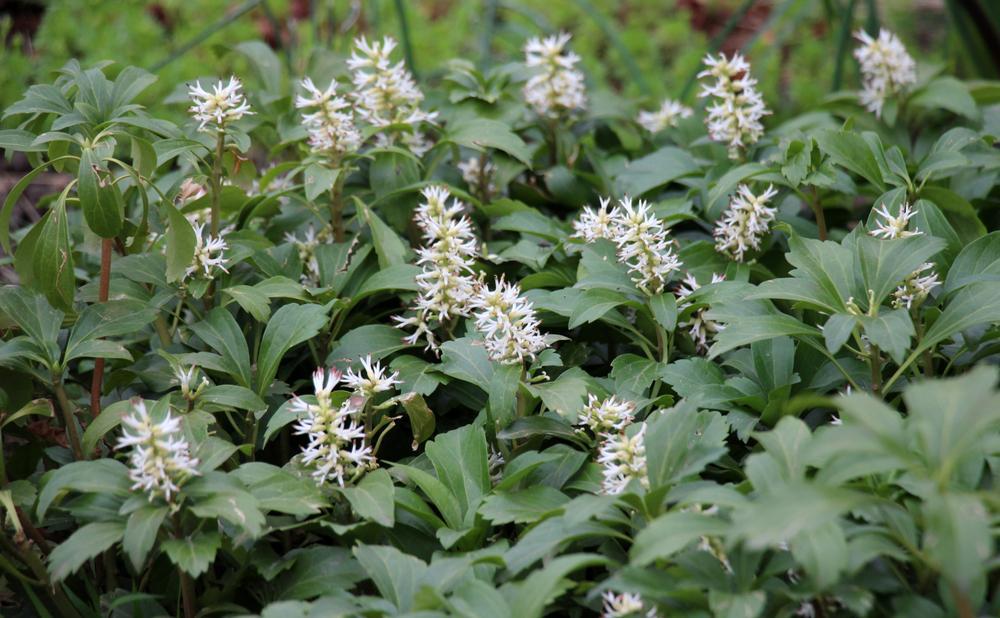 Flat Pachysandra Terminalis 'Japanese Spurge' 1021527 - 100 Rooted Cuttings