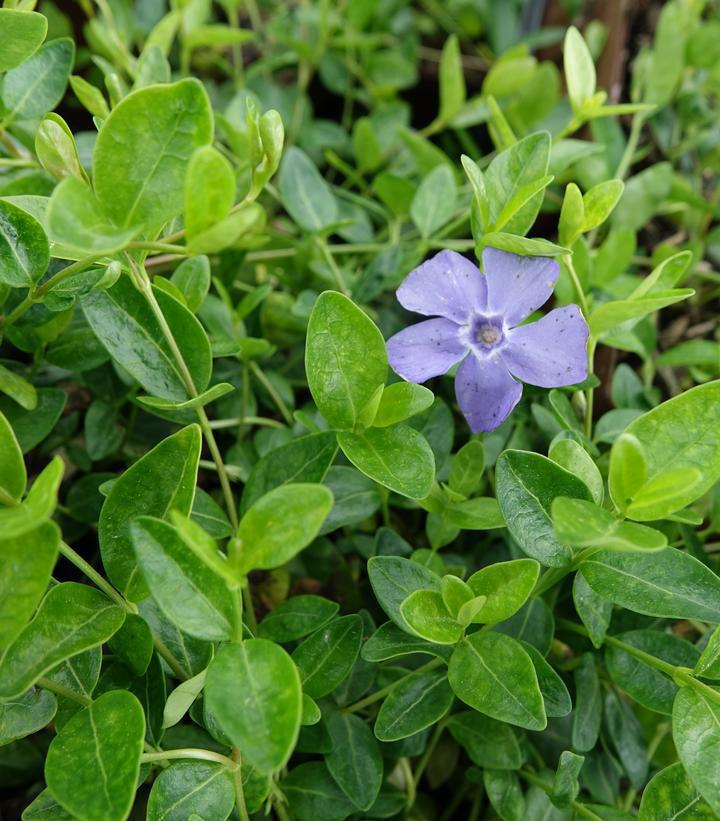 3" Vinca Minor 'Darts Blue' - Dark Blue Flowering Periwinkle - 1003973