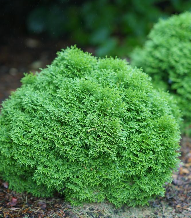 8" Thuja Occidentalis 'Tater Tot' - Arborvitae - 1021747