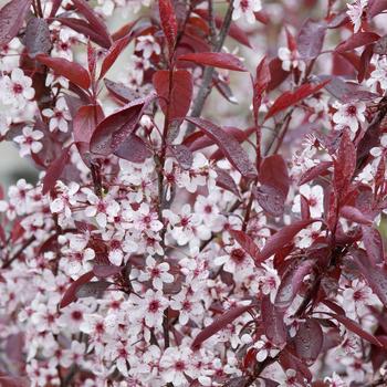 3G Prunus 'Cistena' Purple Leaf Sand Cherry 1000145