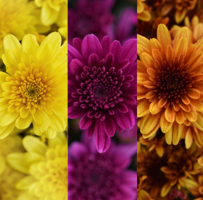 9" Combination Mum # 54 - Milkshake Banana Yellow / Milkshake Cherry Purple / Milkshake Papaya Orange