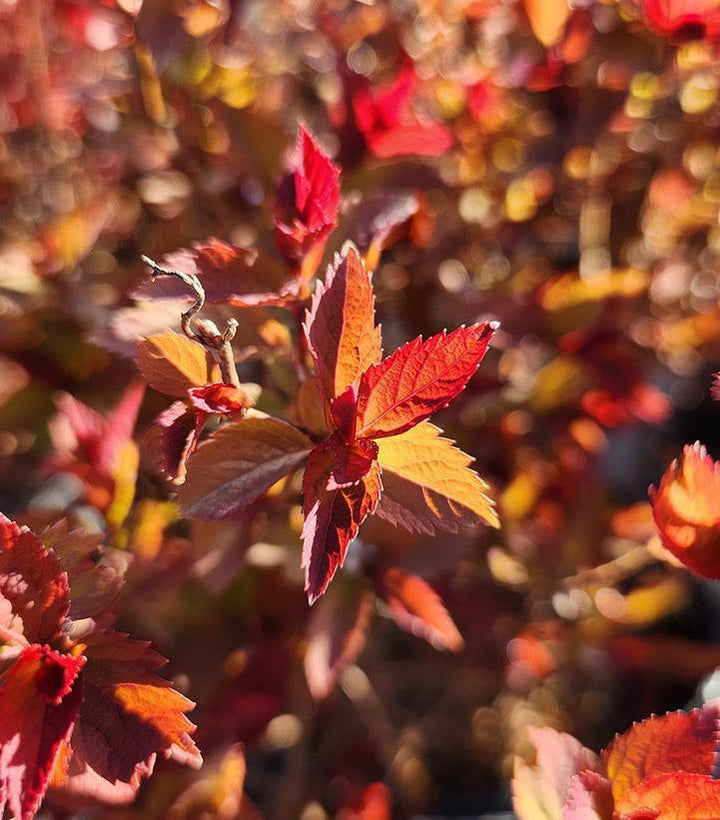 3G Spiraea jap. 'Double Play Doozie' Double Play Doozie® Spirea: Patent PPAF (Pink Bloom) 1009998