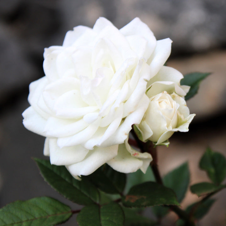 White Drift® Rose