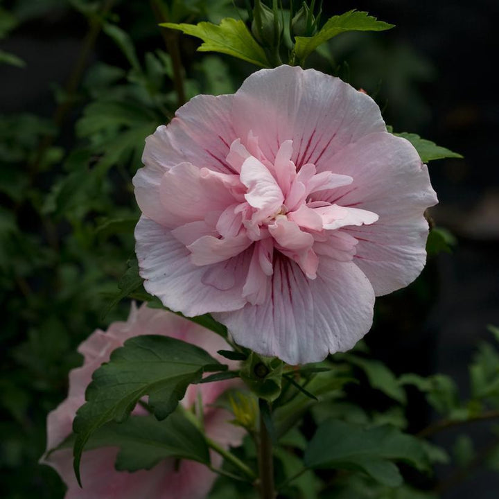 3G Hibiscus Syriacus 'Pink Chiffon' - Rose of Sharon - 1006411