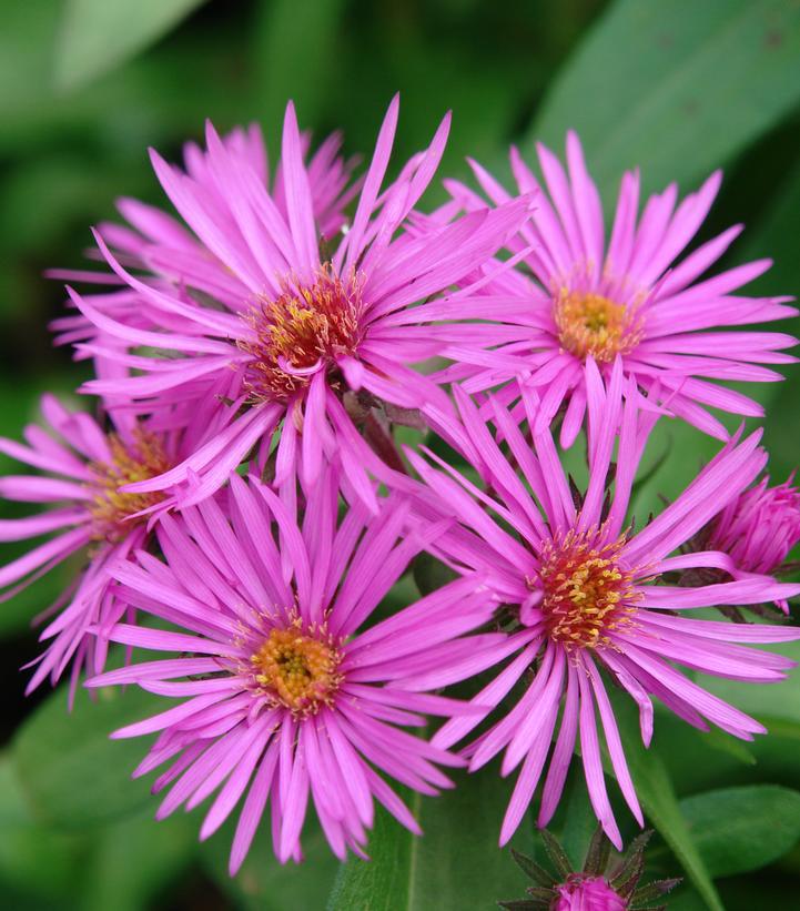2G Aster Novae-angliae 'Vibrant Dome' - New England Aster - 1007265