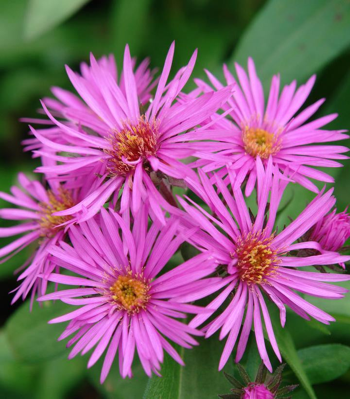 2G Aster Novae-angliae 'Vibrant Dome' - New England Aster - 1007265