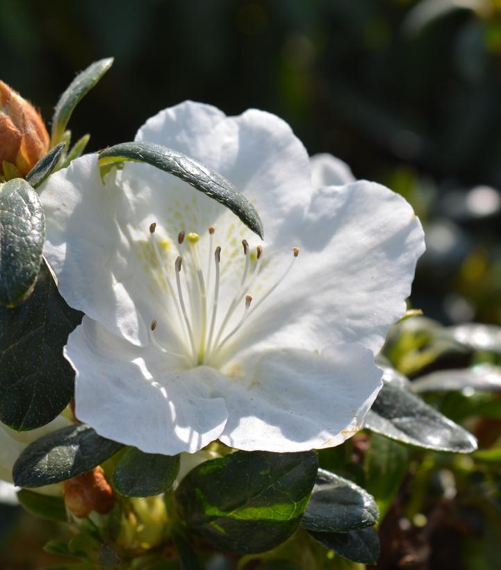 3G Azalea 'Girard's Pleasant White' (evergreen) - 1000204