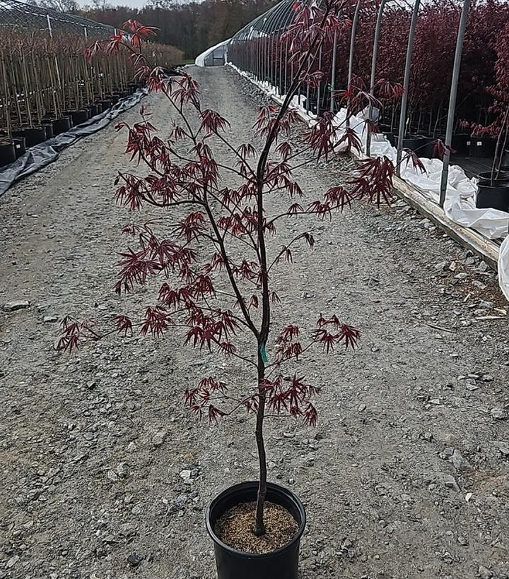 25G Acer Palmatum 'Bloodgood' - Japanese Maple - 1020821