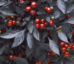 8" TP Ornamental Pepper - Onyx Red