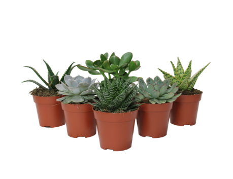 5" Succulent - Assorted Styles ( Sold Individually ) - C4730