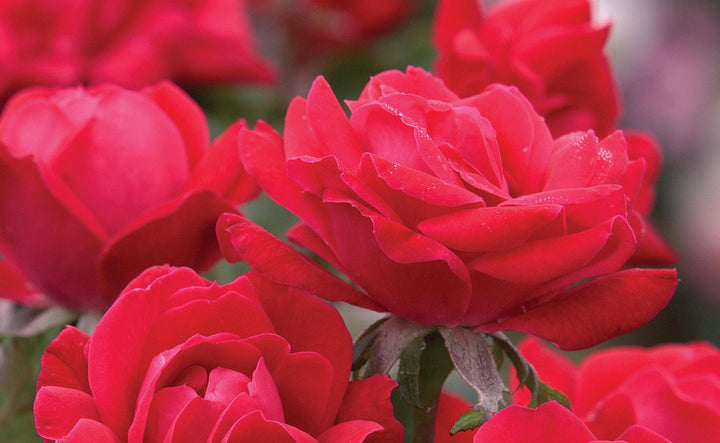 2G Double Knock Out Rose Bush - Cherry Red - 2610