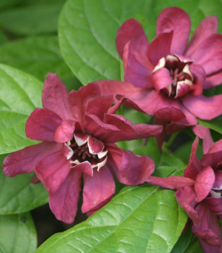 3G Calycanthus r. 'Hartlage Wine' Harlage Wine Sweetshrub 1012330