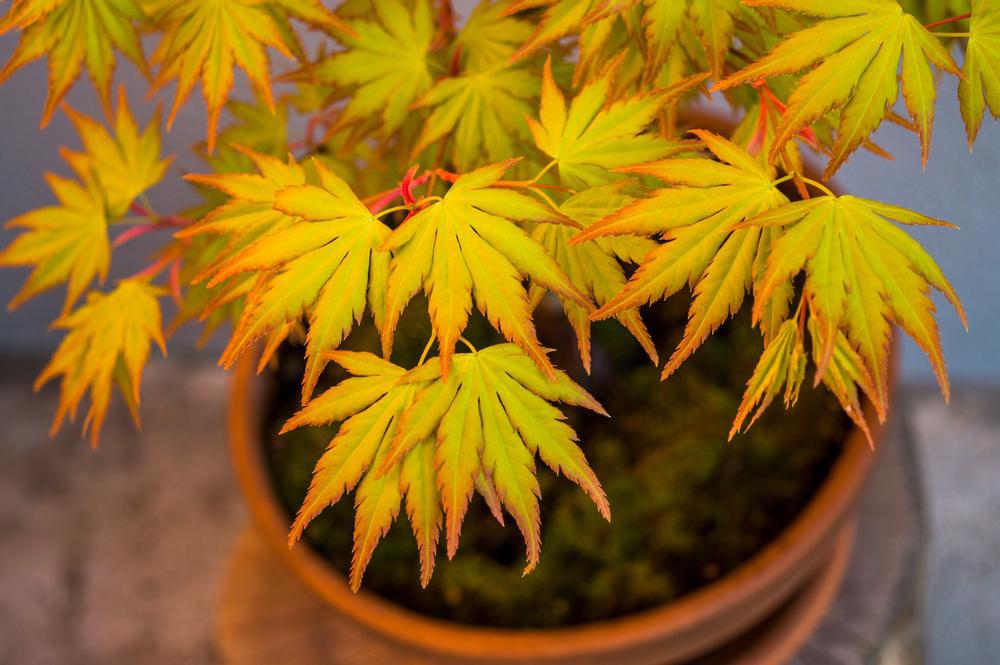 Sunny Valley Farms Japanese Maple - Thumbnail 2