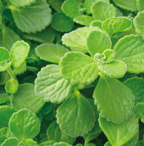 3.5" PW Plectranthus - Cerveza 'N Lime