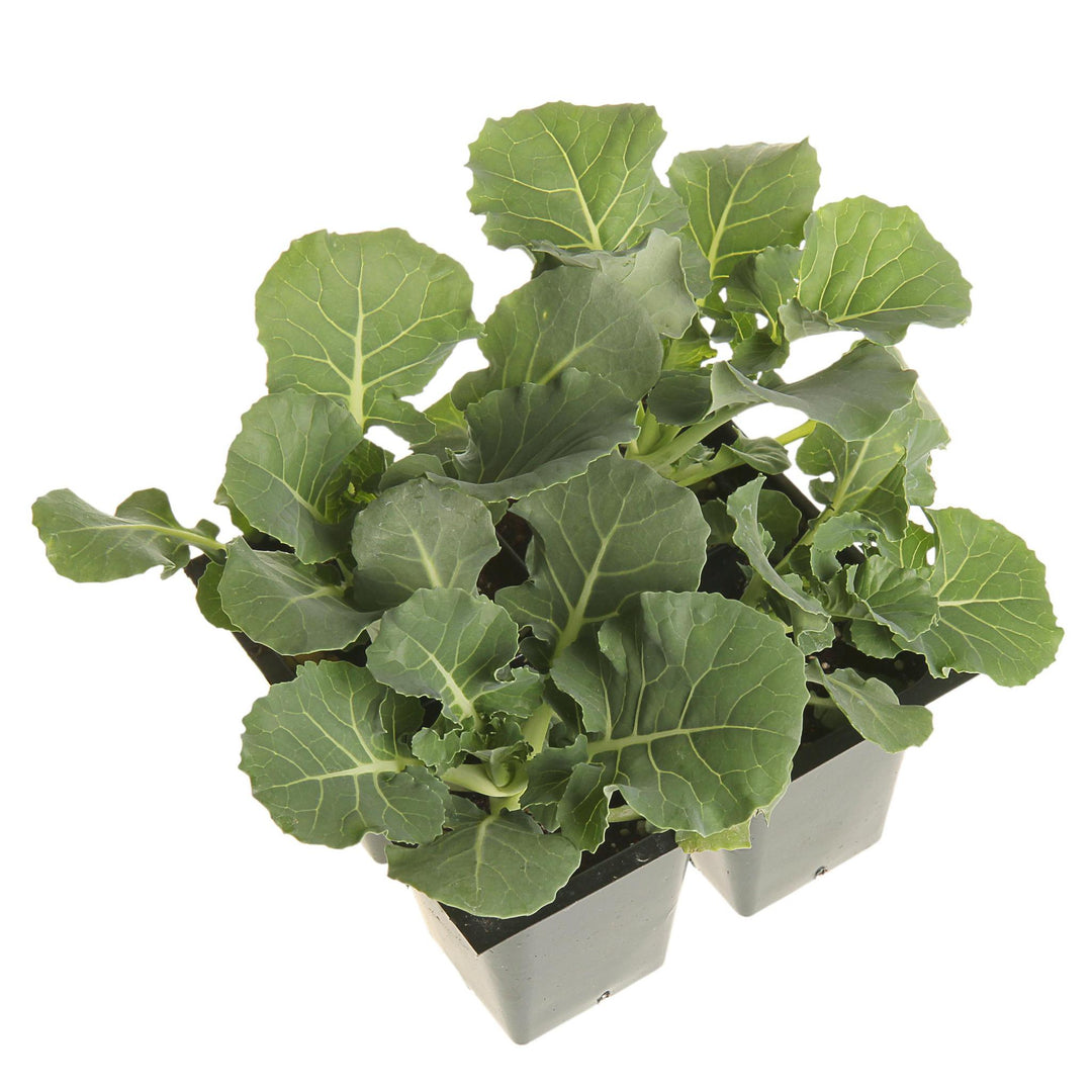 806 - Vegetable 6 Pack - Brussell Sprouts Jade Cross