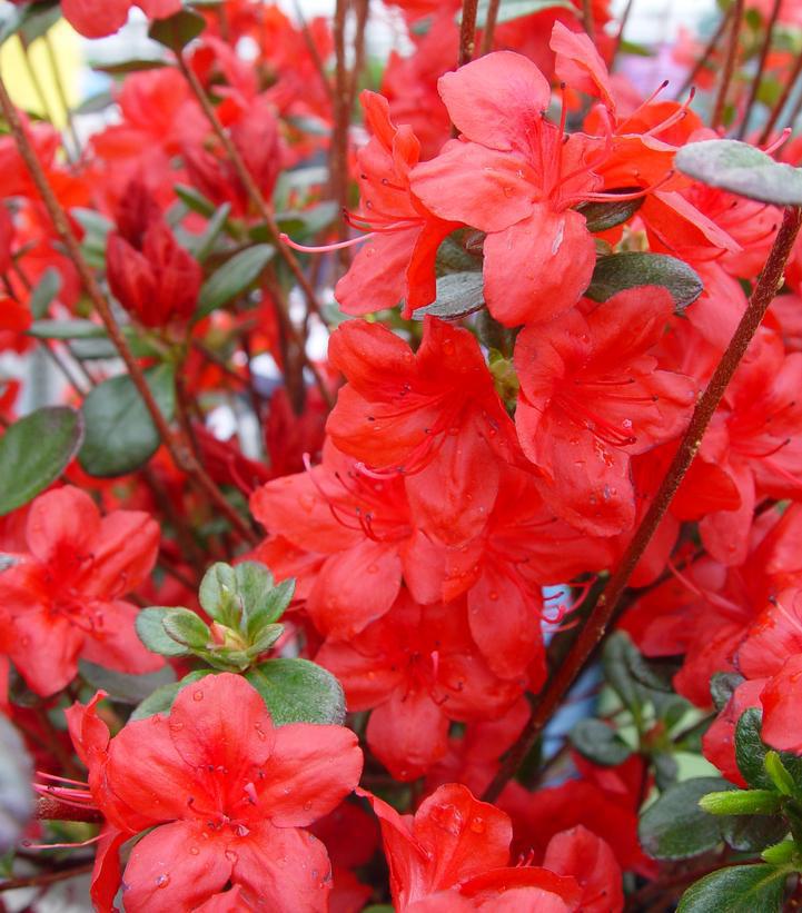 3G Azalea 'Stewartstonian' Evergreen - 1000011