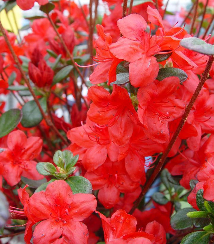 3G Azalea 'Stewartstonian' Evergreen - 1000011