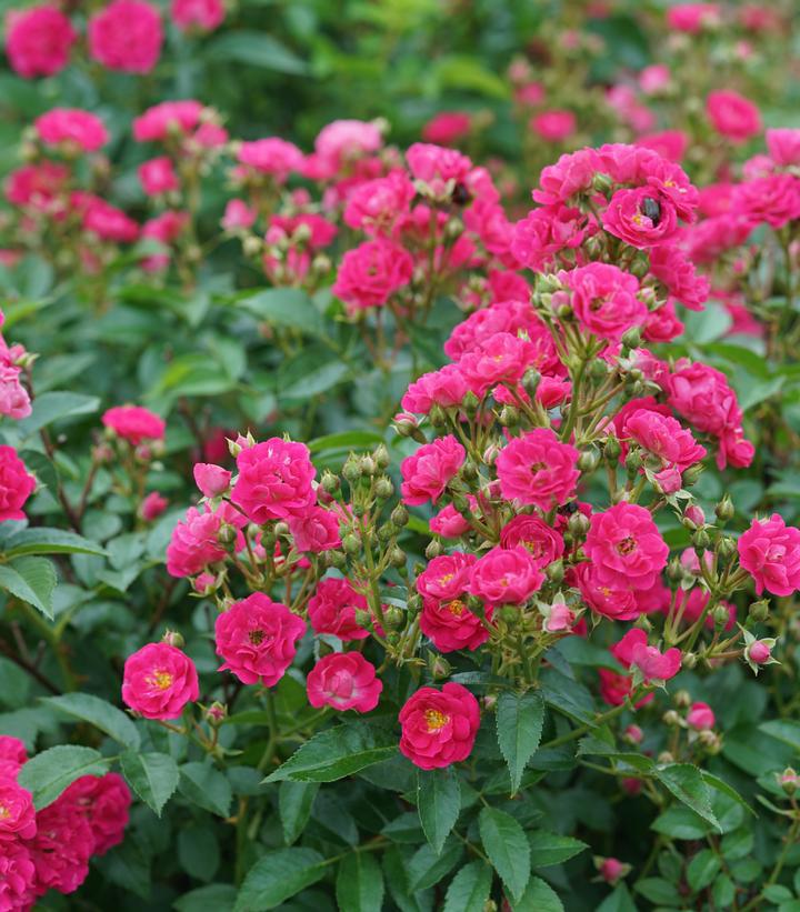 2G Rosa 'Oso Easy Peasy' (''Phyllis Sherman'') Oso Easy Peasy™ Rose: Patent PP29167