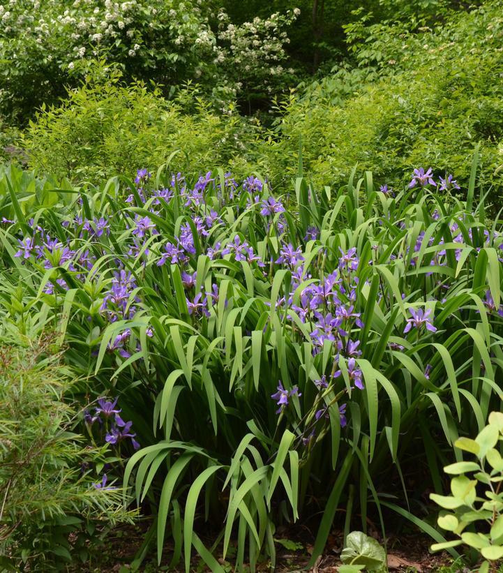 1G Iris versicolor 'Purple Flame' Purple Flame Northern Blueflag 1012842