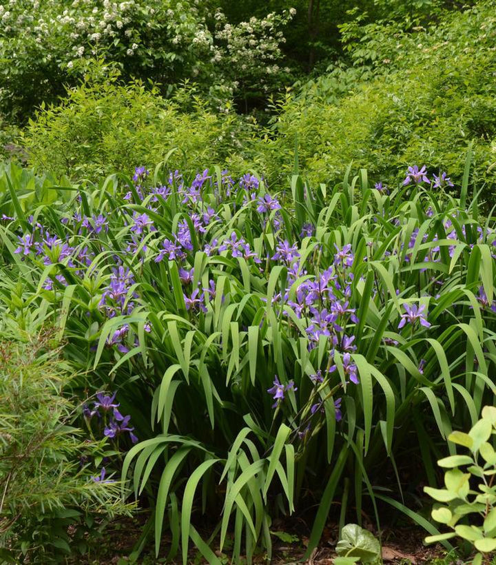 1G Iris versicolor 'Purple Flame' Purple Flame Northern Blueflag 1012842