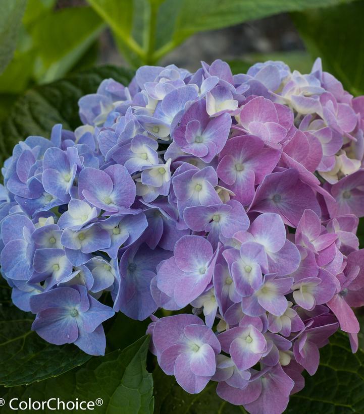 3G Hydrangea Macrophylla Let's Dance 'Blue Jangles' - 1007295