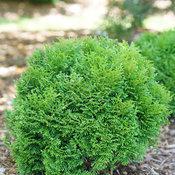 2G Thuja Occidentalis 'Tator Tot' - Arborvitae - 1013101