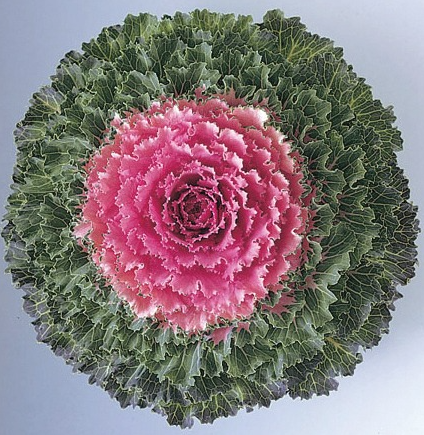 4.25" Ornamental Flowering Kale - Songbird Red