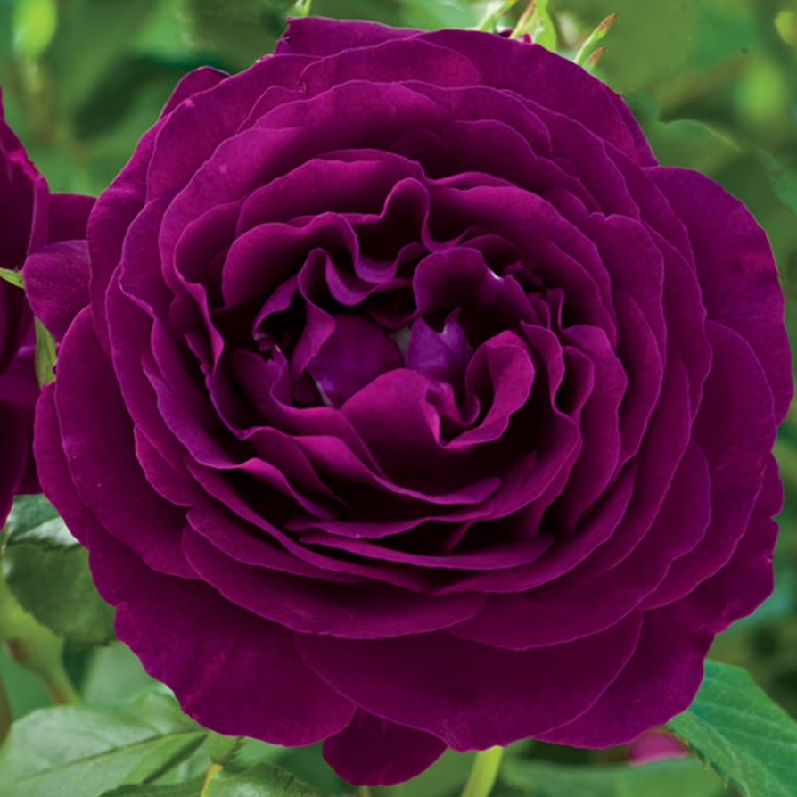 3G Rose Bush - 'Twilight Zone' Purple