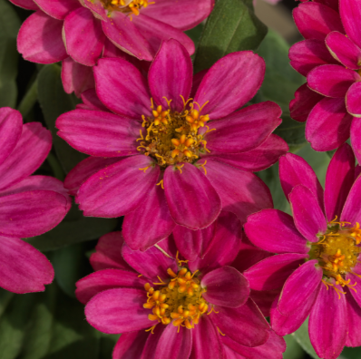 4.5" Zinnia