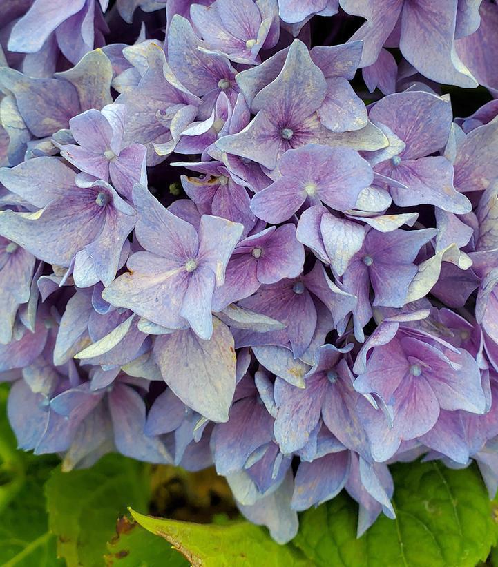 3G Hydrangea Macrophylla Let's Dance 'Rhythmic Blue' - 1006518