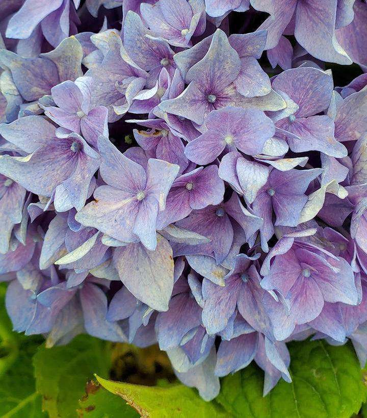3G Hydrangea Macrophylla Let's Dance 'Rhythmic Blue' - 1006518