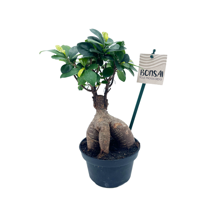 5.5" Bonsai - Ficus Microcarpa Low Bowl G3362