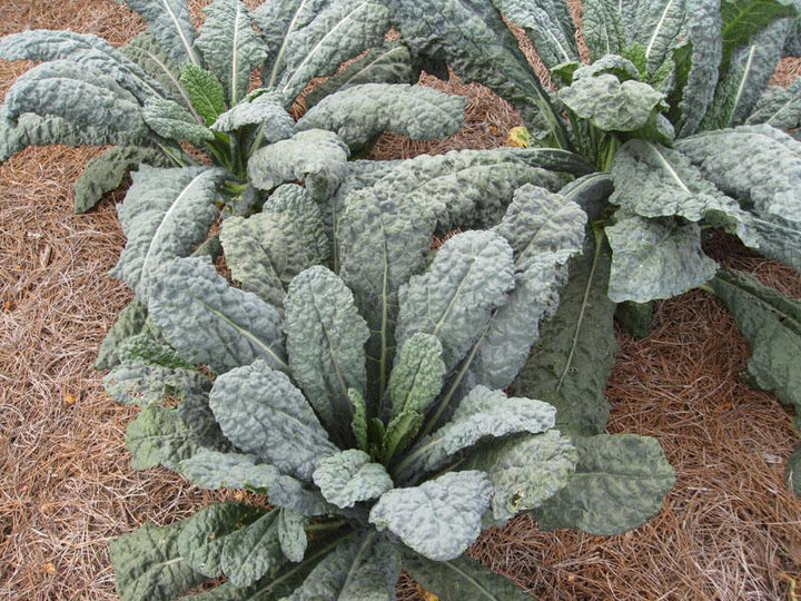 1G Kale 'Toscano' - Dinosaur Kale - 1007705