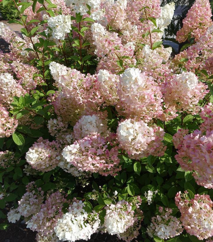 5G Hydrangea Paniculata 'Strawberry Sundae' - Rensun - 1007939
