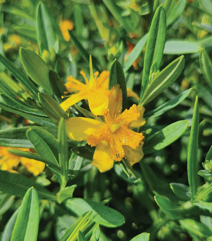 2G Hypericum Kalmianum 'Cobalt-n-Gold' - St. John's Wort - 1012501