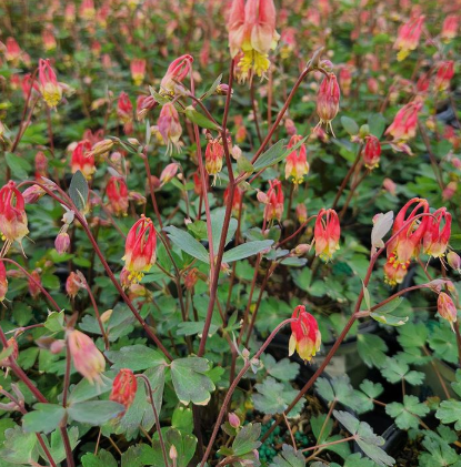 1G Aquilegia Canadensis - `Little Lanterns' - 1003654