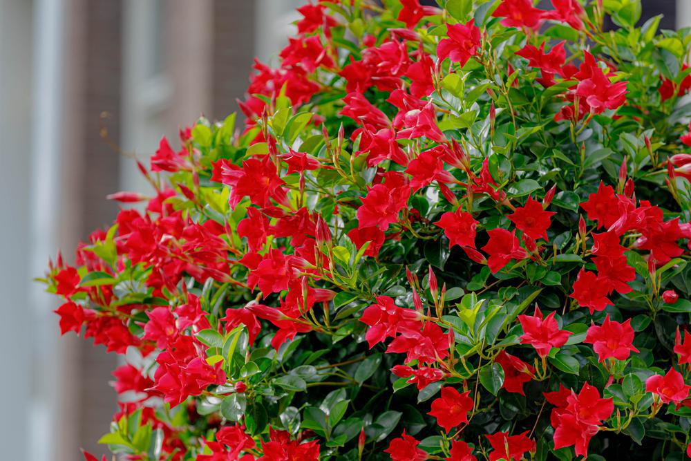 10" Mandevilla Trellis Red