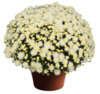 6" Mum - Chelsey White