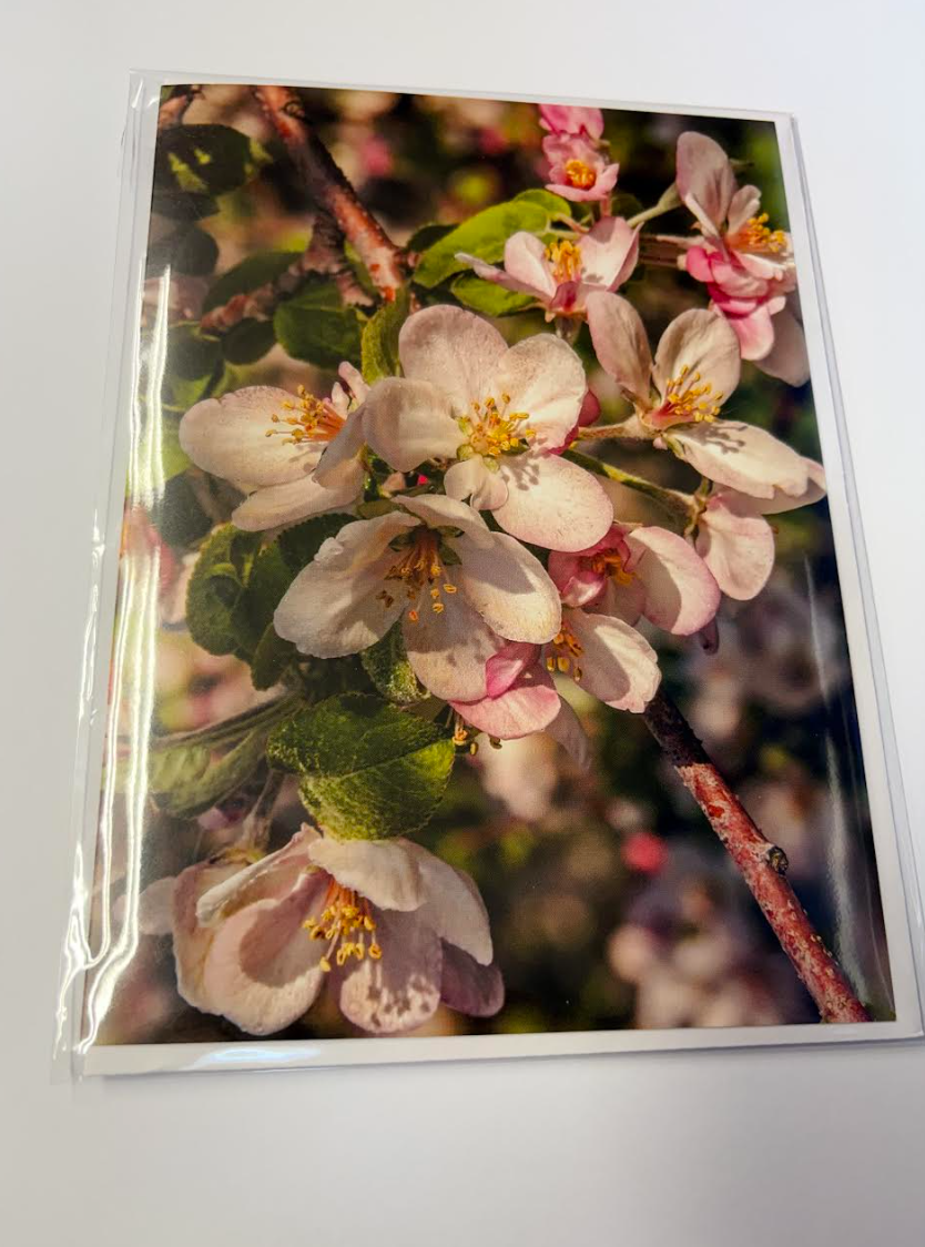 Apple Blossoms - Greeting Card w/ Envelope