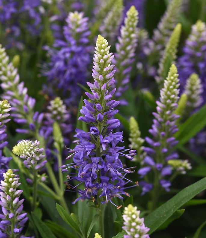 1G Veronica Longifolia 'Baby Blues' - Long-Leaf Speedwell - 1027764