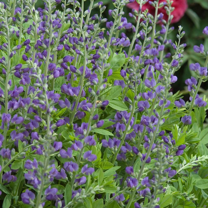 2G Baptisia Australis - Blue Indigo - 1003675