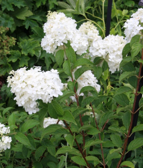 6G Hydrangea Paniculata - Renhy  Vanilla Strawberry - 44221-080