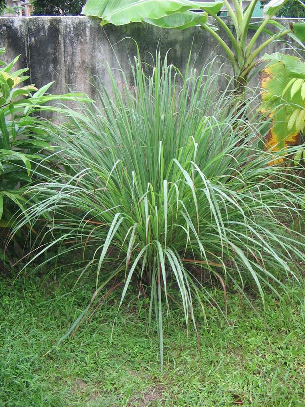 1G Cymbopogon Citratus - Lemongrass - 1002097
