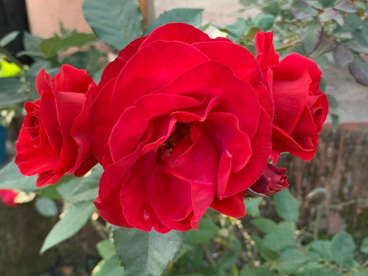 3G Hybrid Tea Rose 'Mister Lincoln' (Red) Mister Lincoln Hybrid Tea Rose 1002672