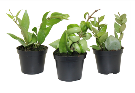 2.5" Hoya - Assorted Styles ( Sold Individually ) - G5180