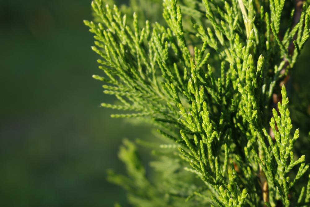 3G Juniperus Chinensis 'Spartan' - Juniper - 1008561
